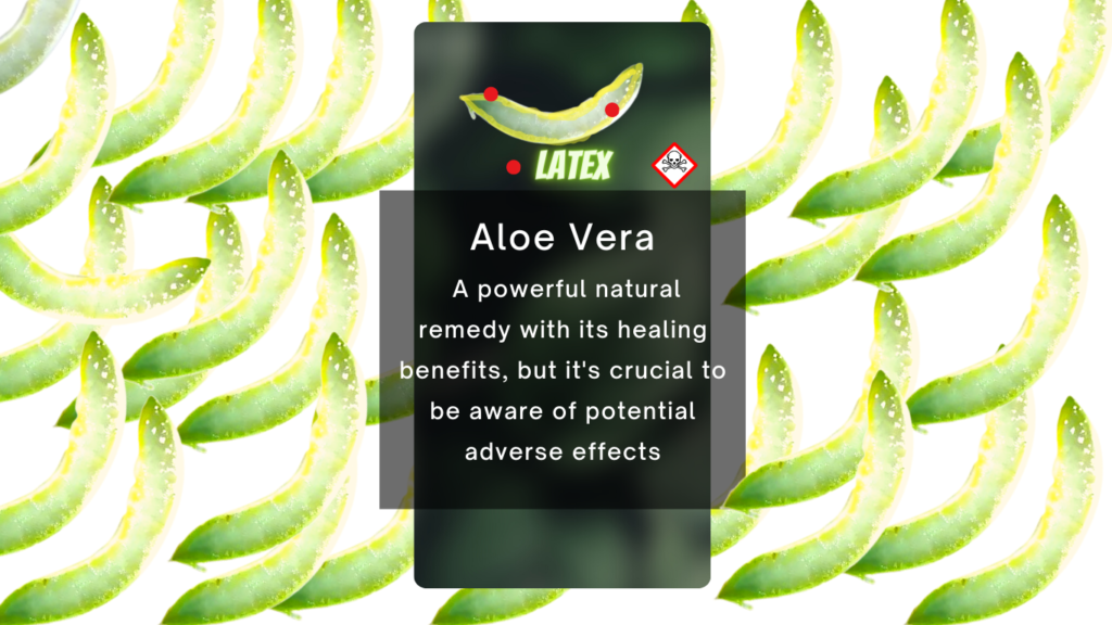 Aloe Vera juice may be harmful
